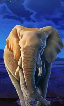 African Elephant